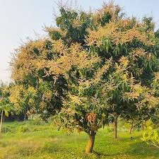 सप्तरीमा यस बर्ष आँपको उत्पादनमा वृद्धि हुने अनुमान